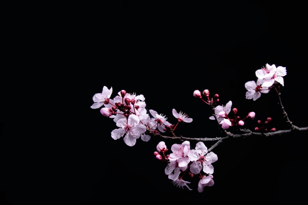 Discover the Beauty of Japan with Stunning Wallpapers